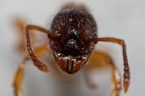 Réf. 181 051 : Myrmica sp.